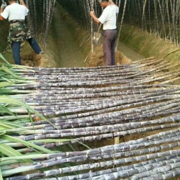 黑皮甘蔗，产地直销，优良品种。