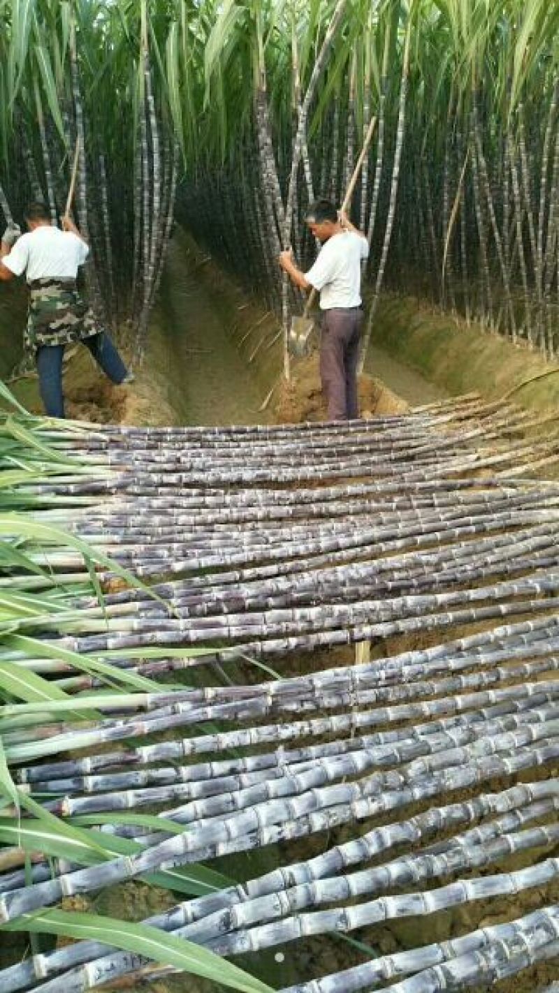 黑皮甘蔗，产地直销，优良品种。