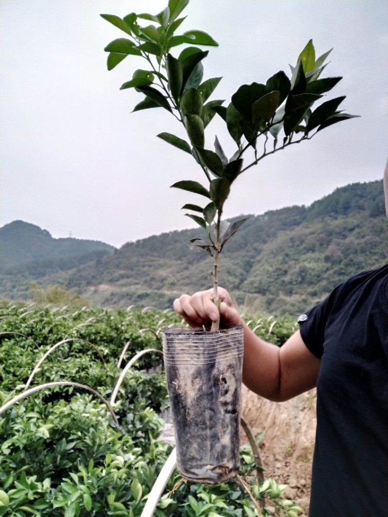 柑橘苗，纽荷尔脐橙苗(杯苗)品质好