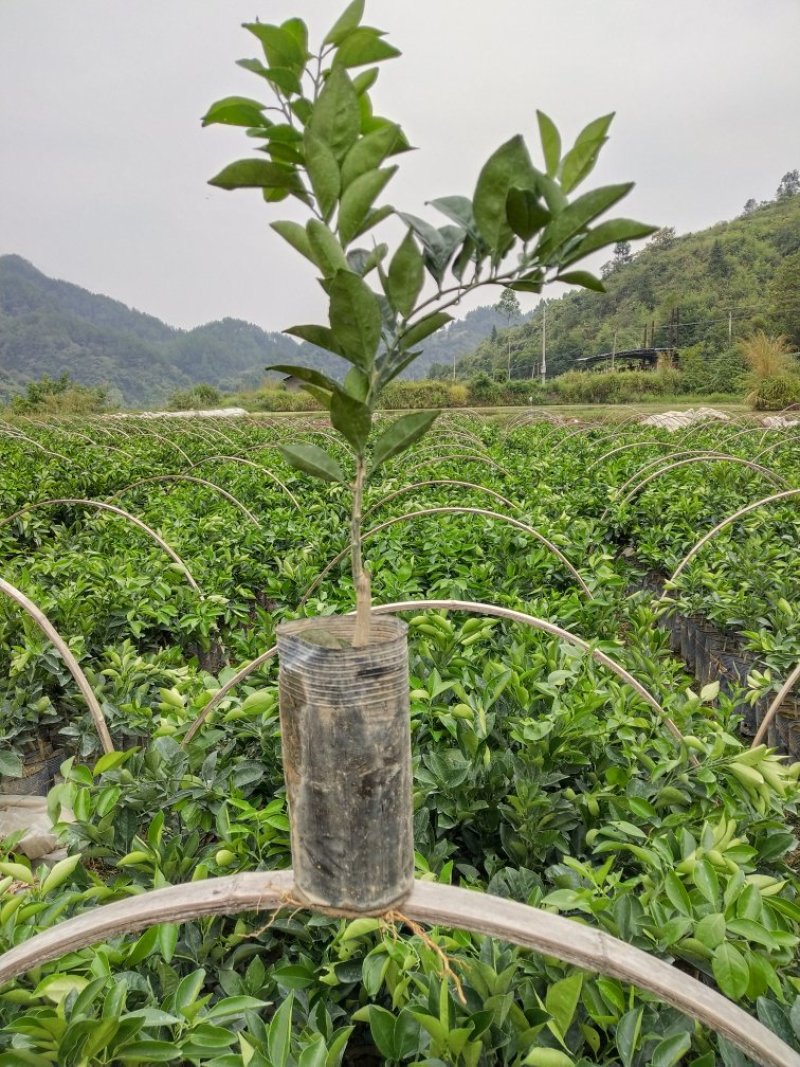 柑橘苗，纽荷尔脐橙苗(杯苗)品质好