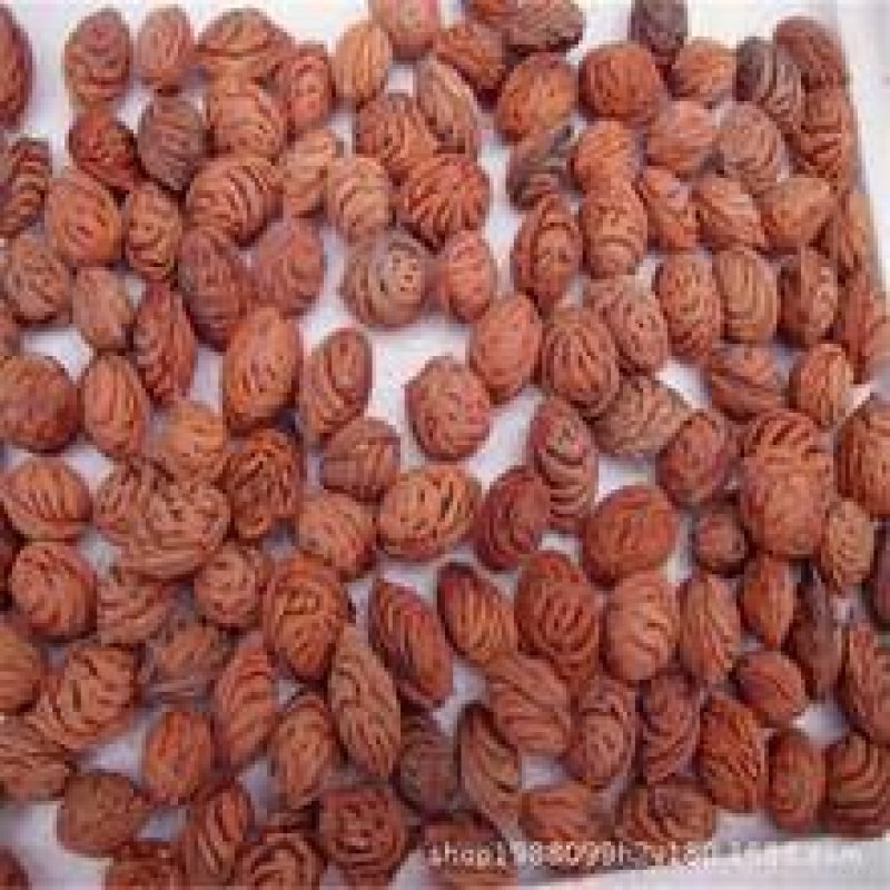 毛桃树种子