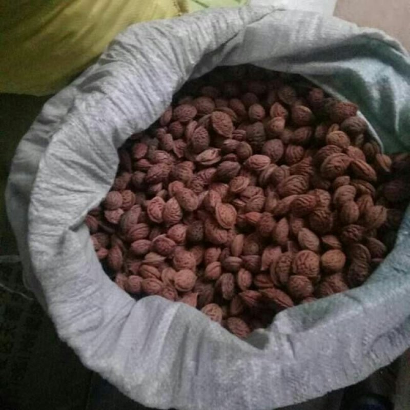 毛桃树种子