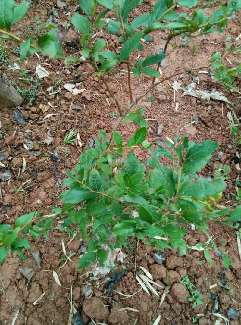 重庆渝北蓝莓树，蓝莓苗。