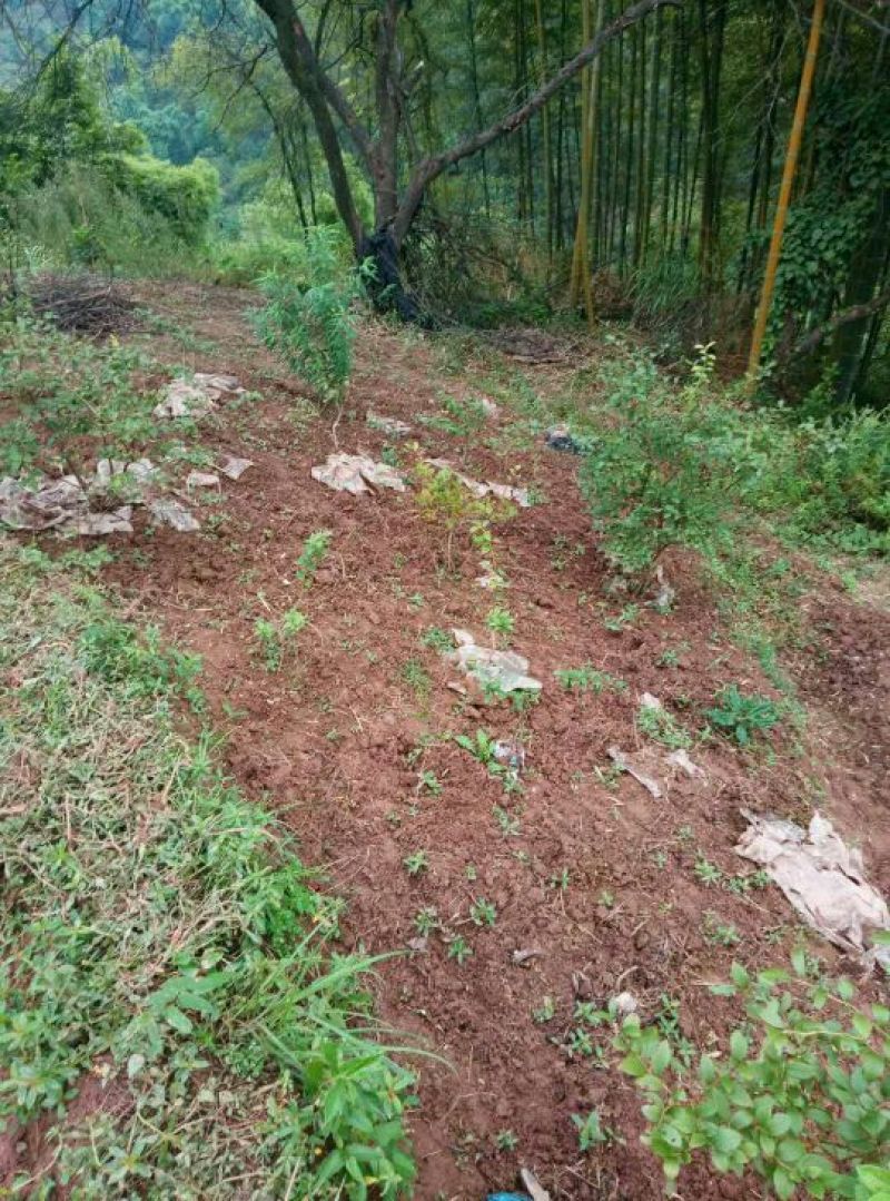 重庆渝北蓝莓树，蓝莓苗。