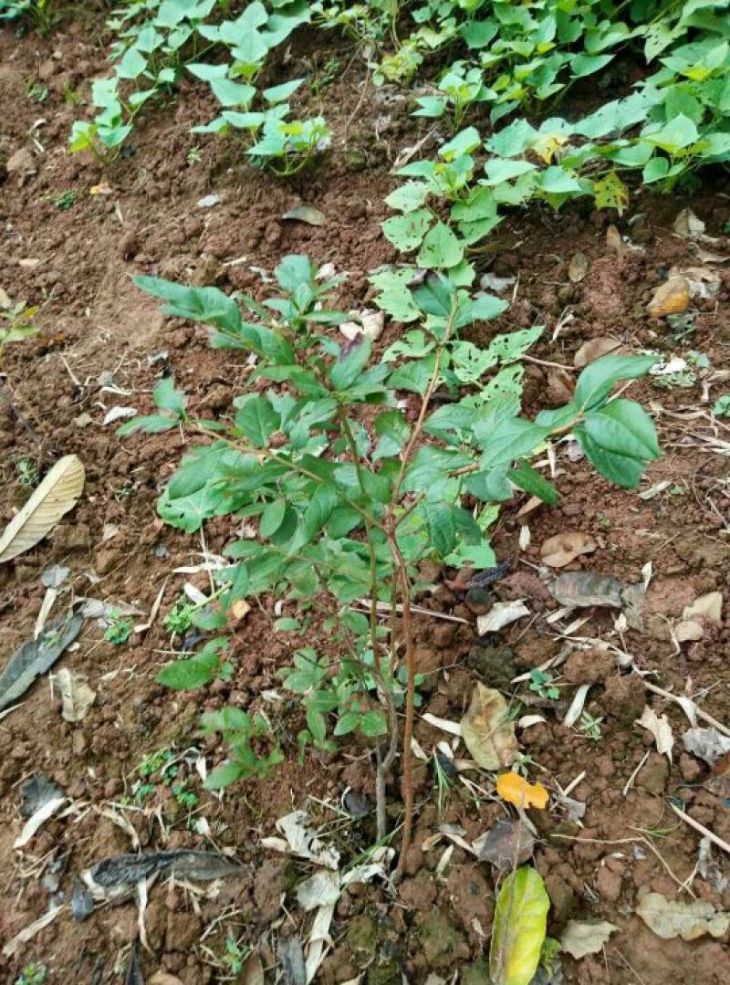 重庆渝北蓝莓树，蓝莓苗。
