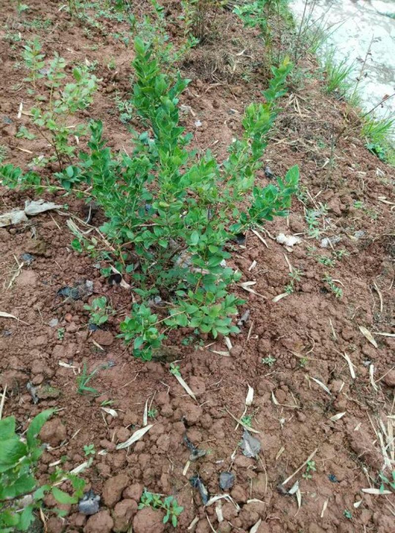 重庆渝北蓝莓树，蓝莓苗。
