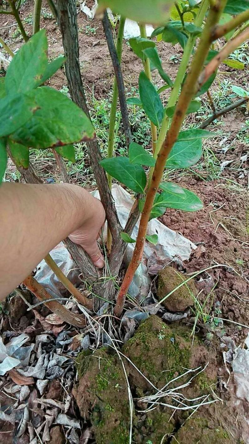 重庆渝北蓝莓树，蓝莓苗。