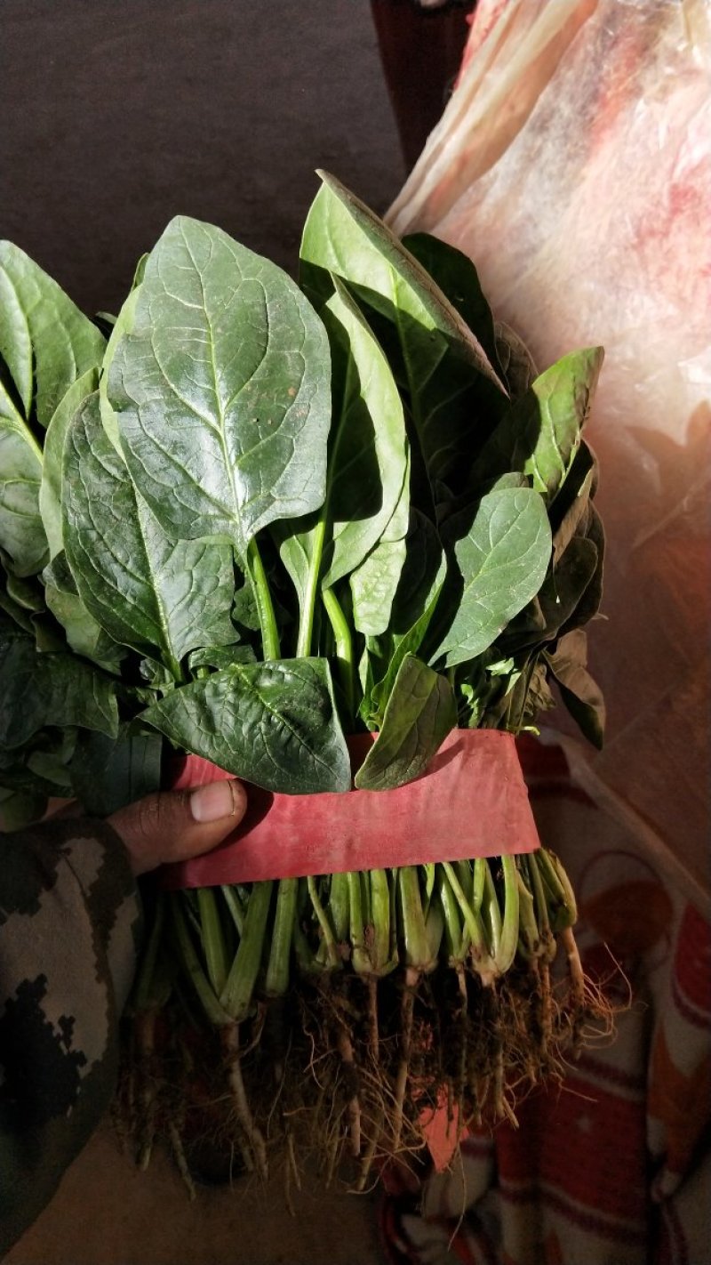 精品菠菜河北菠菜产地根据需求提供包装，可散装/打捆