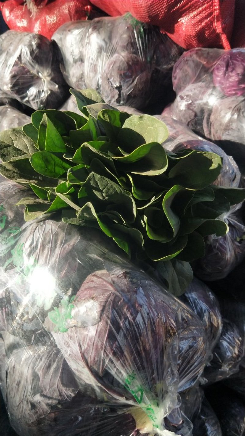 精品菠菜河北菠菜产地根据需求提供包装，可散装/打捆