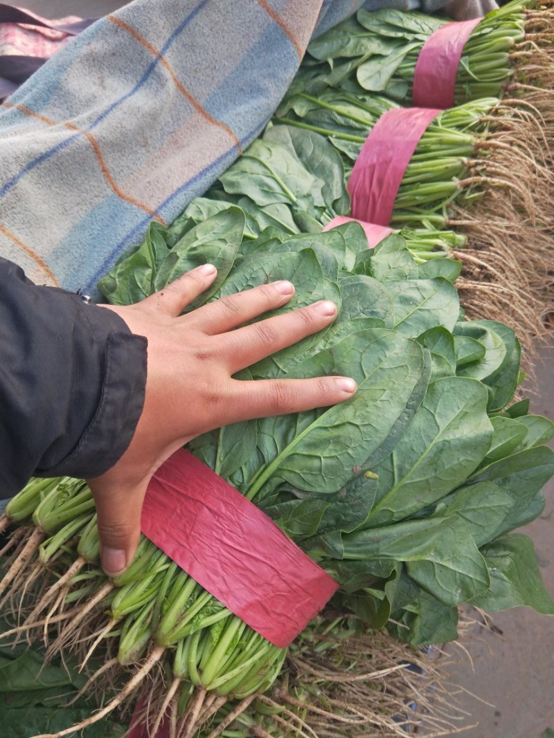 精品菠菜河北菠菜产地根据需求提供包装，可散装/打捆