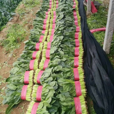 精品菠菜河北菠菜产地根据需求提供包装，可散装/打捆
