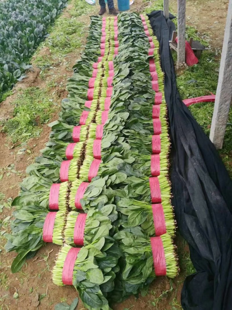 精品菠菜河北菠菜产地根据需求提供包装，可散装/打捆