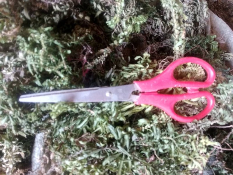 贵州铜仁生鲜野生大叶千层塔干货虱子草干品产地直发一手货源
