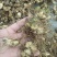 黄精，小块种茎，不包邮，50斤起，贵州野生不倒苗！