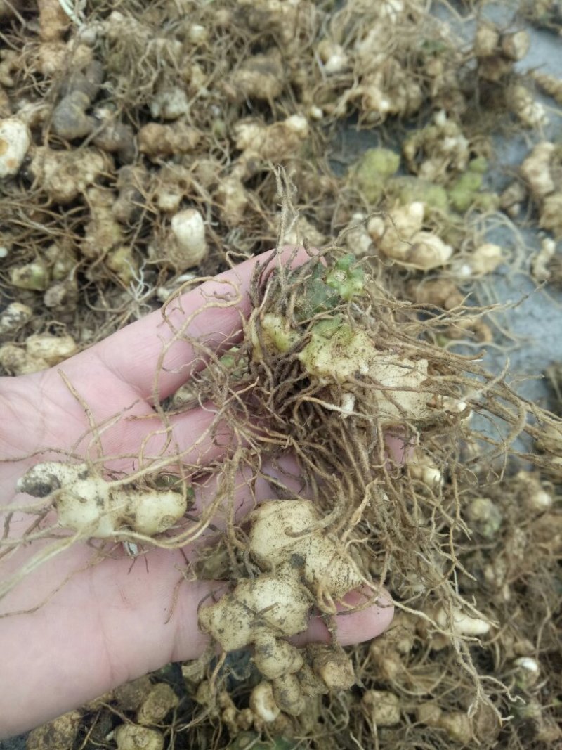 黄精，小块种茎，不包邮，50斤起，贵州野生不倒苗！
