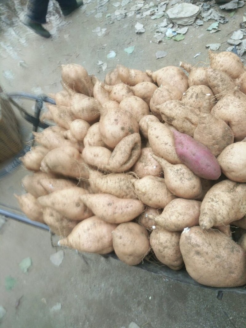 大量供应，红薯，黄地瓜，紫薯，烟薯25号。