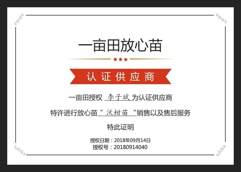 柑桔苗沃柑苗无病苗品种正宗基地直供批发