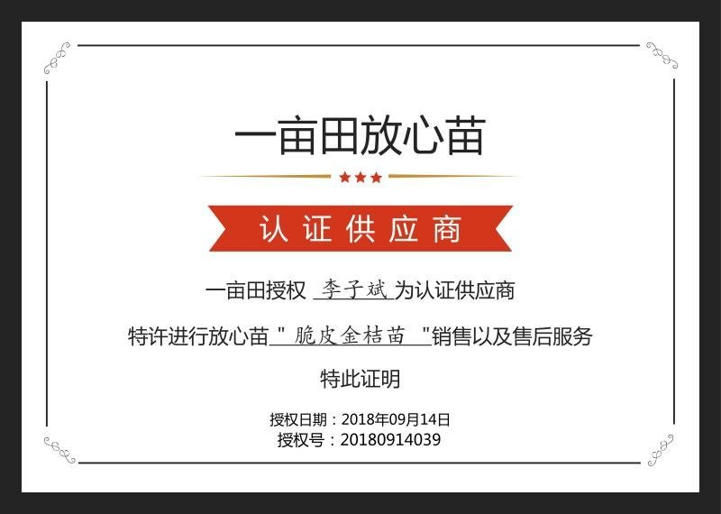 柑桔苗脆皮金桔苗盆栽果树盆栽金桔金桔树滑皮金桔