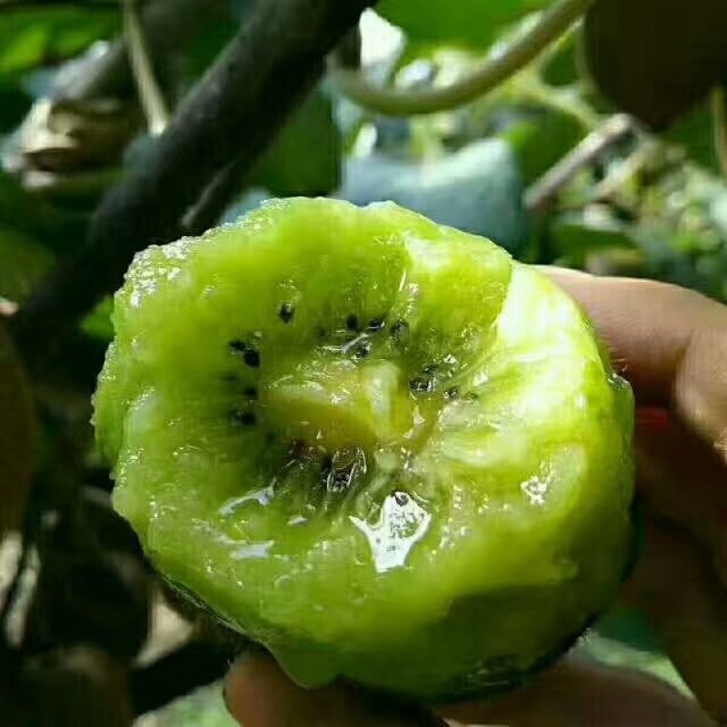 翠香猕猴桃