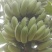 粉蕉大量出货，每斤2.1
