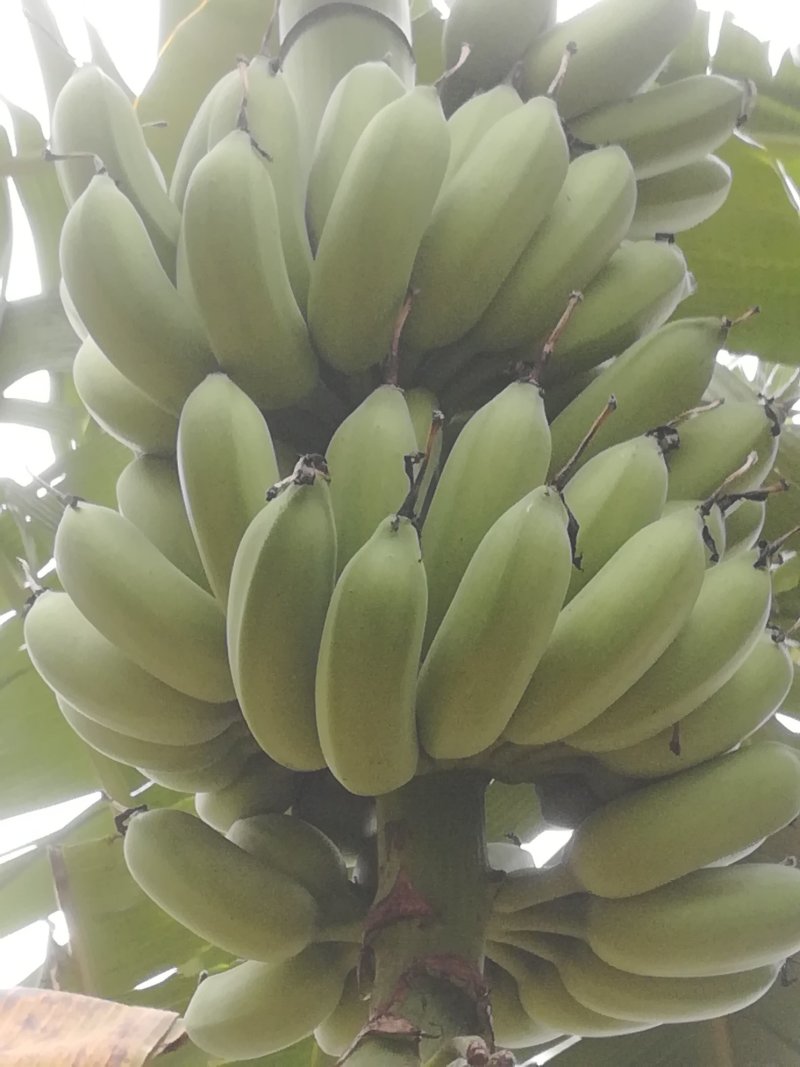 粉蕉大量出货，每斤2.1