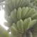 粉蕉大量出货，每斤2.1