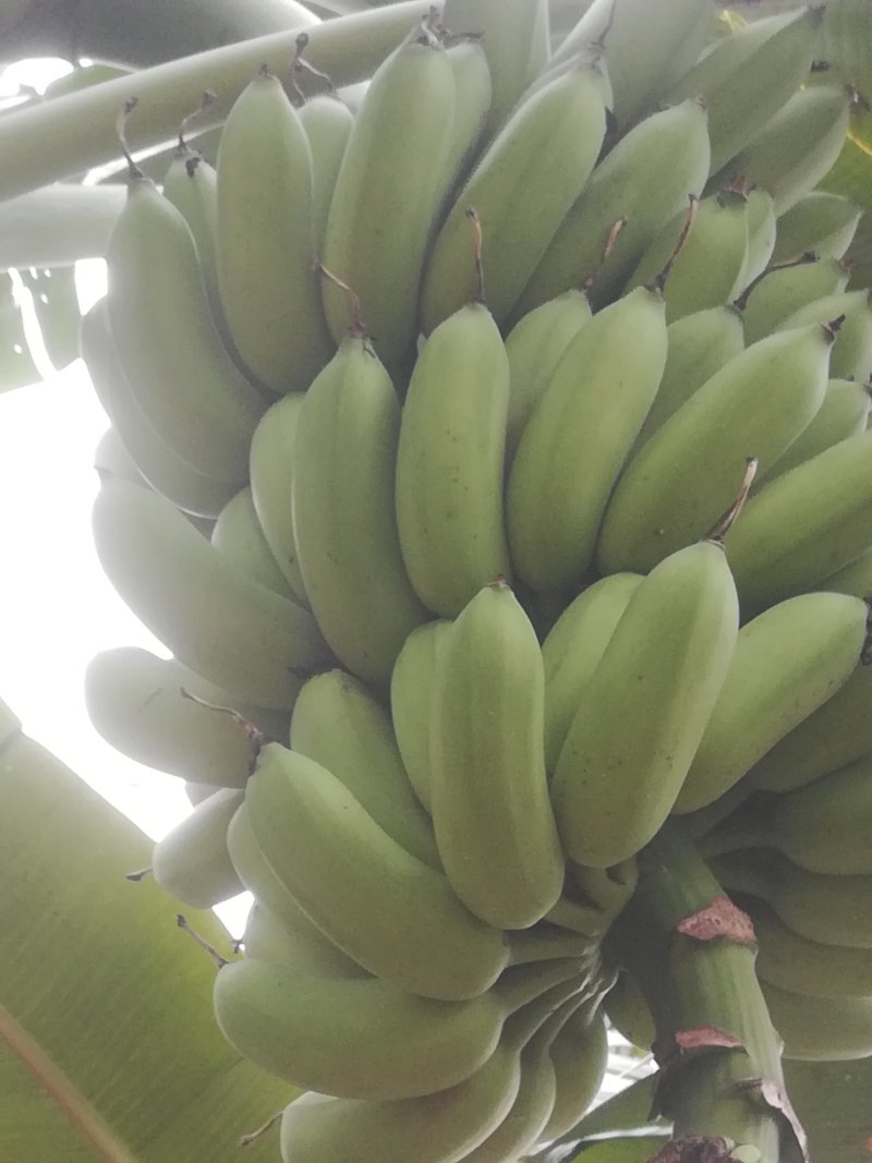 粉蕉大量出货，每斤2.1