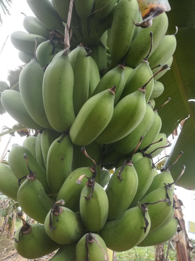 粉蕉大量出货，每斤2.1