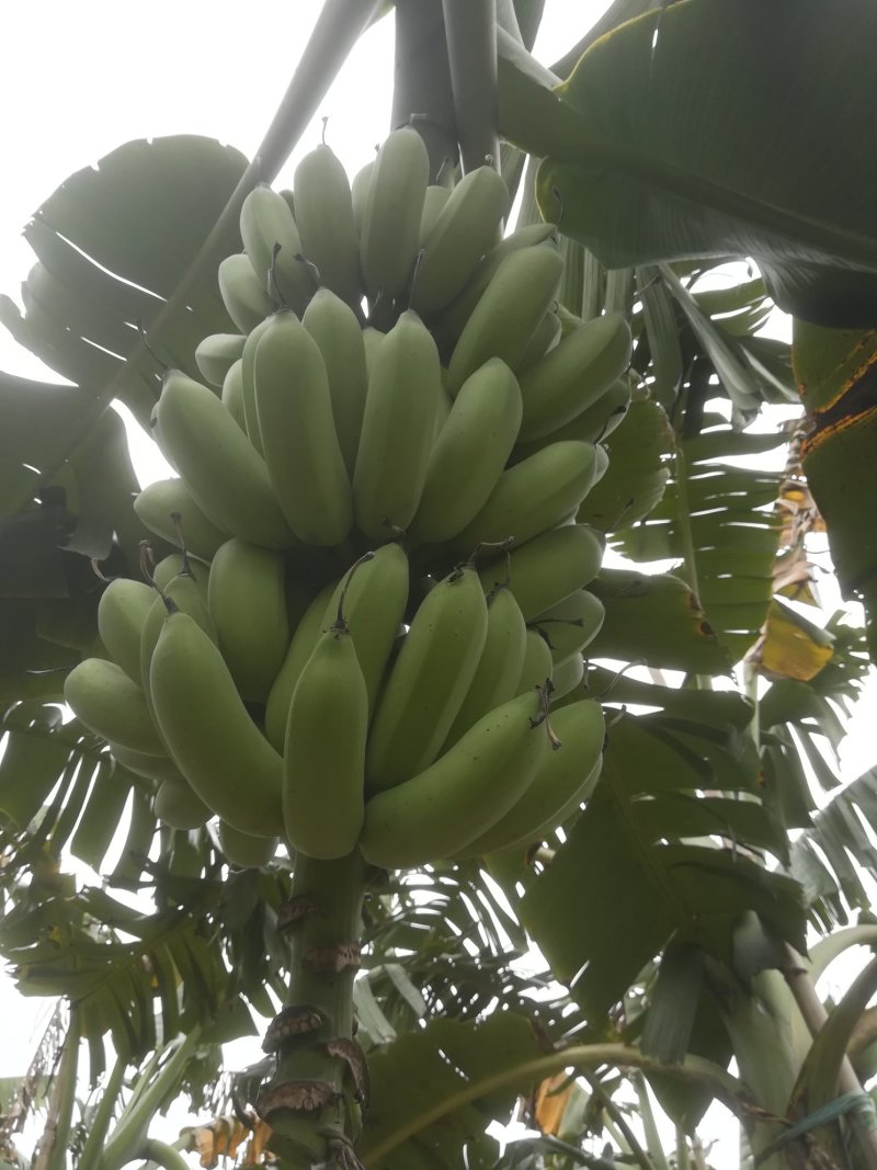 粉蕉大量出货，每斤2.1