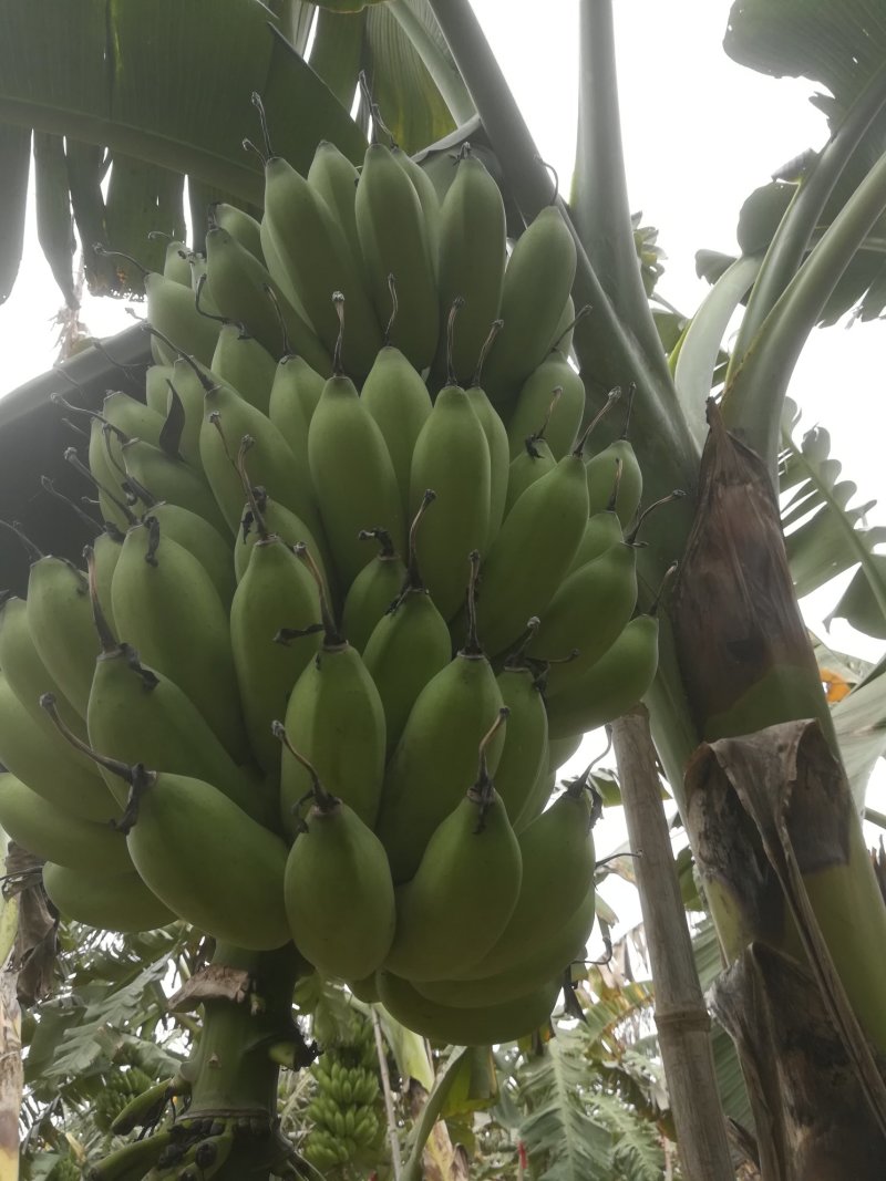 粉蕉大量出货，每斤2.1