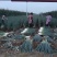 河北邯郸长白大葱基地一手货源视频看货品质保证欢迎联系