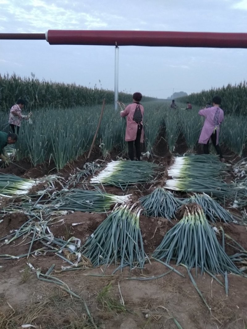 河北邯郸长白大葱基地一手货源视频看货品质保证欢迎联系