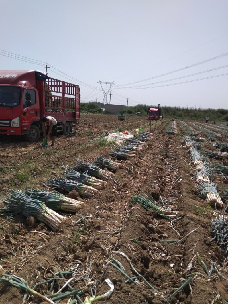 河北邯郸长白大葱基地一手货源视频看货品质保证欢迎联系