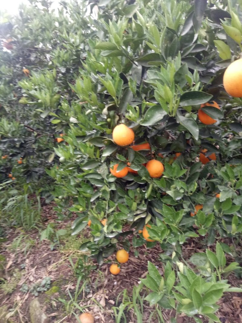 纽荷尔橙子脐橙，自家果园，量大价优，货源充足，欢迎来电