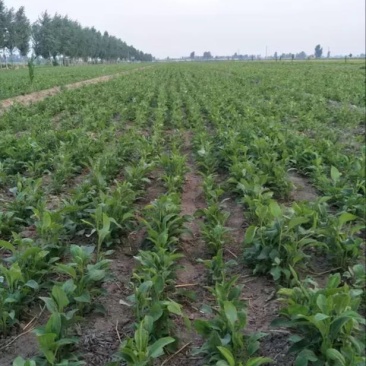 鲜白术25g以上