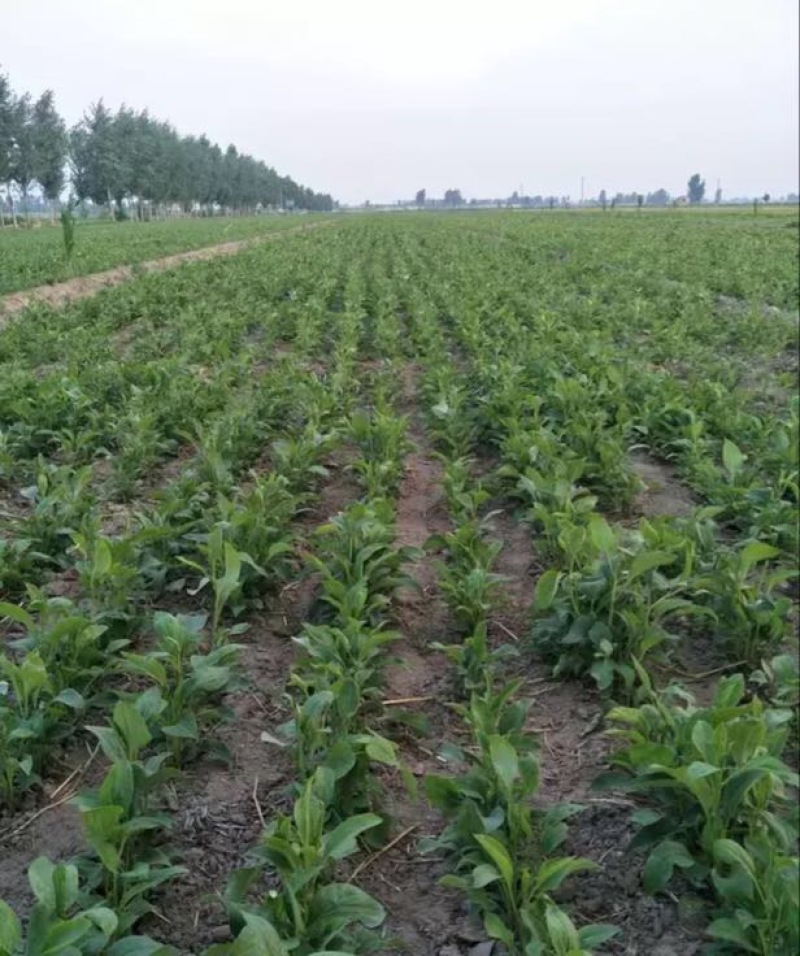 鲜白术25g以上