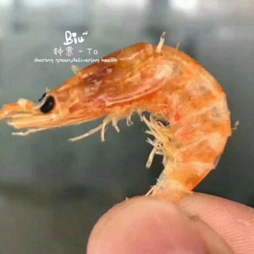南极磷虾