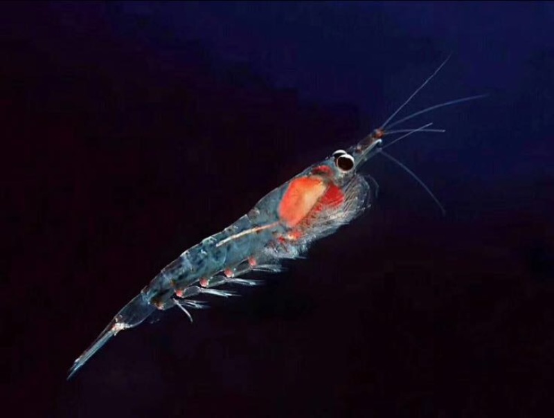 南极磷虾