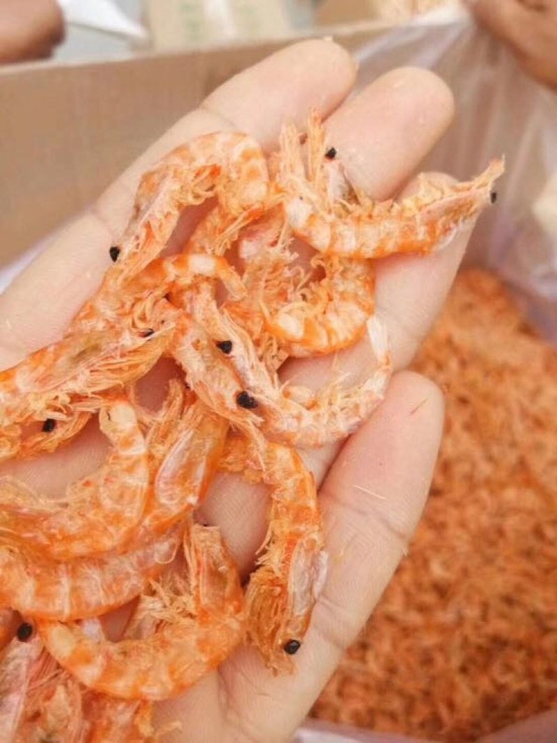 南极磷虾