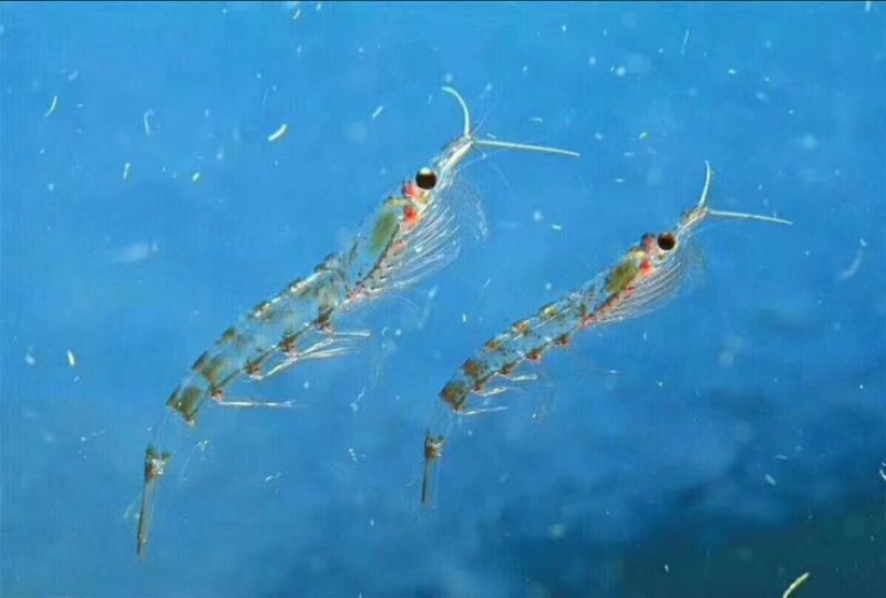 南极磷虾