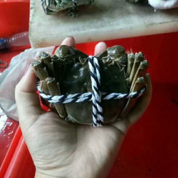 阳澄湖精品大闸蟹