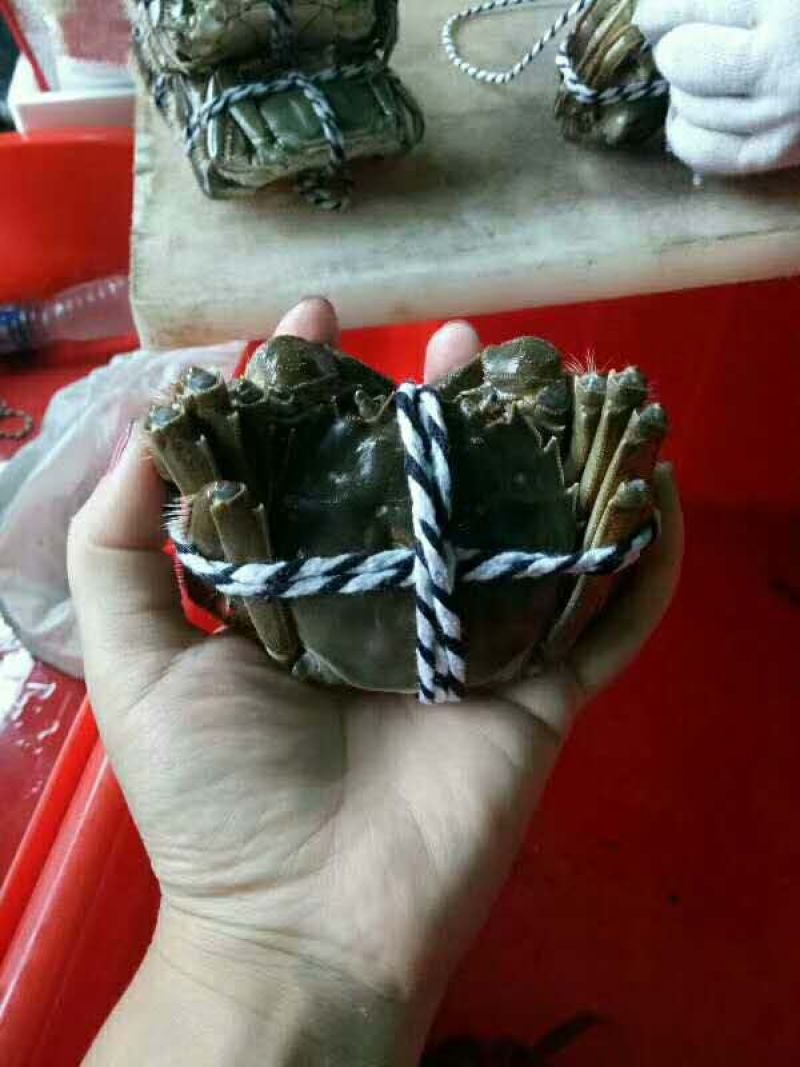 阳澄湖精品大闸蟹