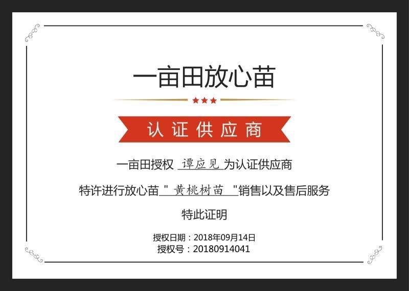 炎陵黄桃苗早中晚熟品种齐全全程技术支持