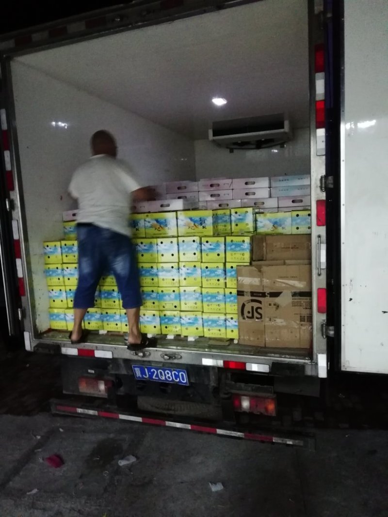 炎陵黄桃苗早中晚熟品种齐全全程技术支持