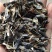 出售新产板蓝根籽，菘蓝籽，过筛货，小叶板蓝根籽