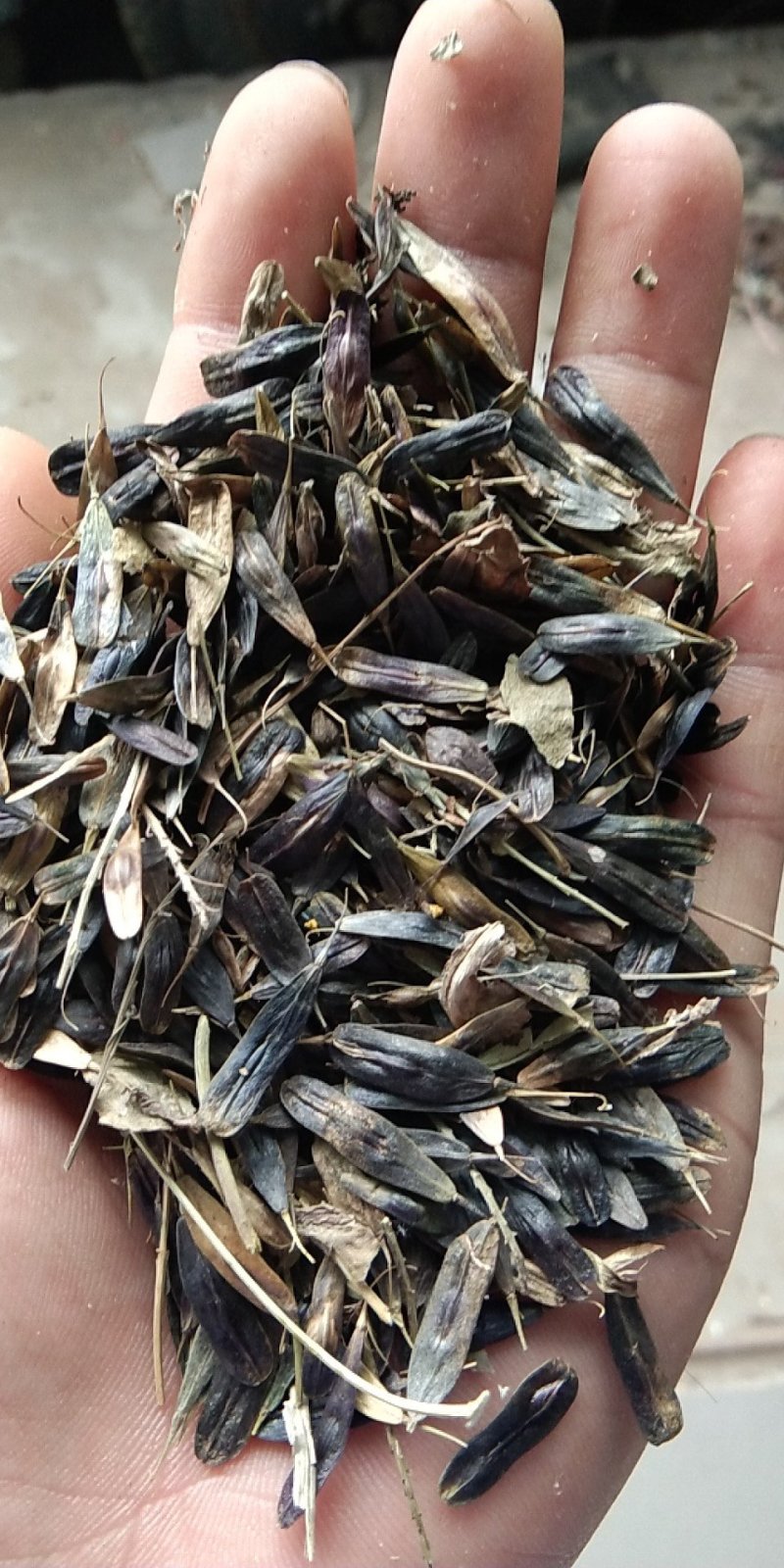 出售新产板蓝根籽，菘蓝籽，过筛货，小叶板蓝根籽