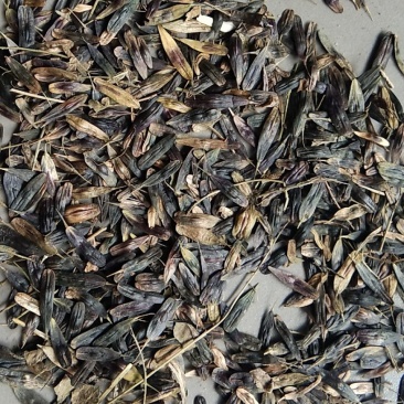 出售新产板蓝根籽，菘蓝籽，过筛货，小叶板蓝根籽