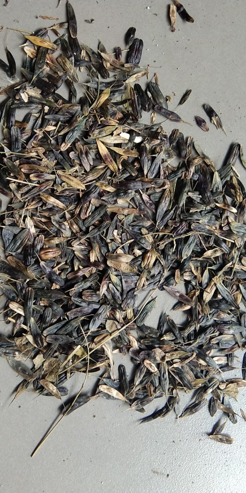 出售新产板蓝根籽，菘蓝籽，过筛货，小叶板蓝根籽