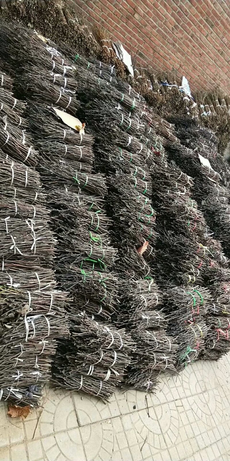 供应金蝉卵梨树枝0.13
