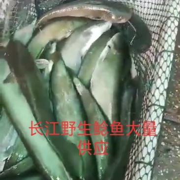 长江野生鲶鱼